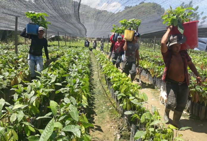 sustitucion_Foto Programa de sustitución de cultivos en Briceño Antioquia - Alta Consejería Presidencial para el Posconflicto