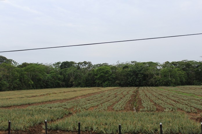 Terreno Piñas Uraba